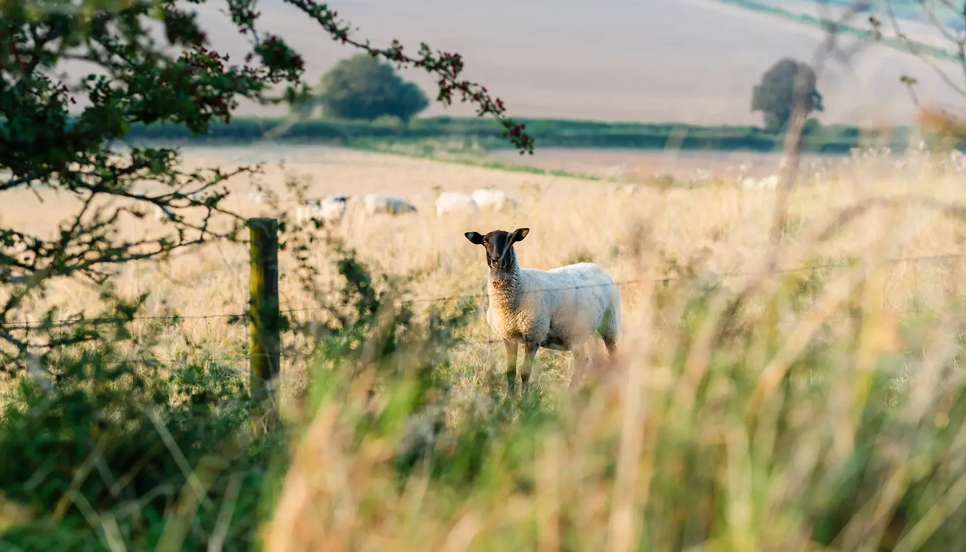 upwaltham barns wedding gallery sheep